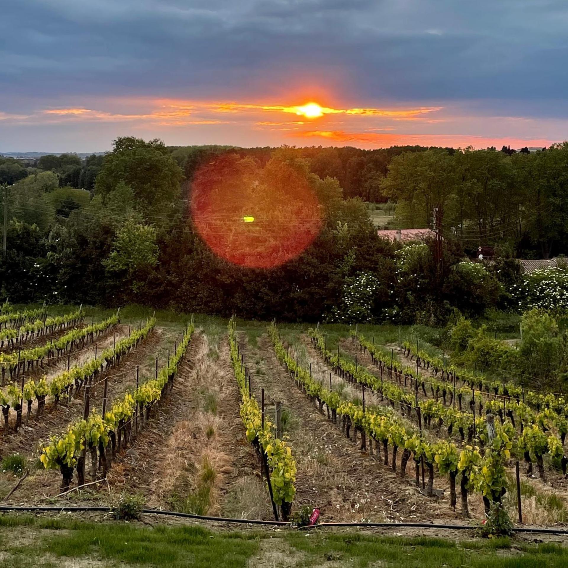 L'Ecrin De La Cite, Coeur De Vignes - Vivez Une Experience Inoubliable ! Carcassonne Exteriér fotografie